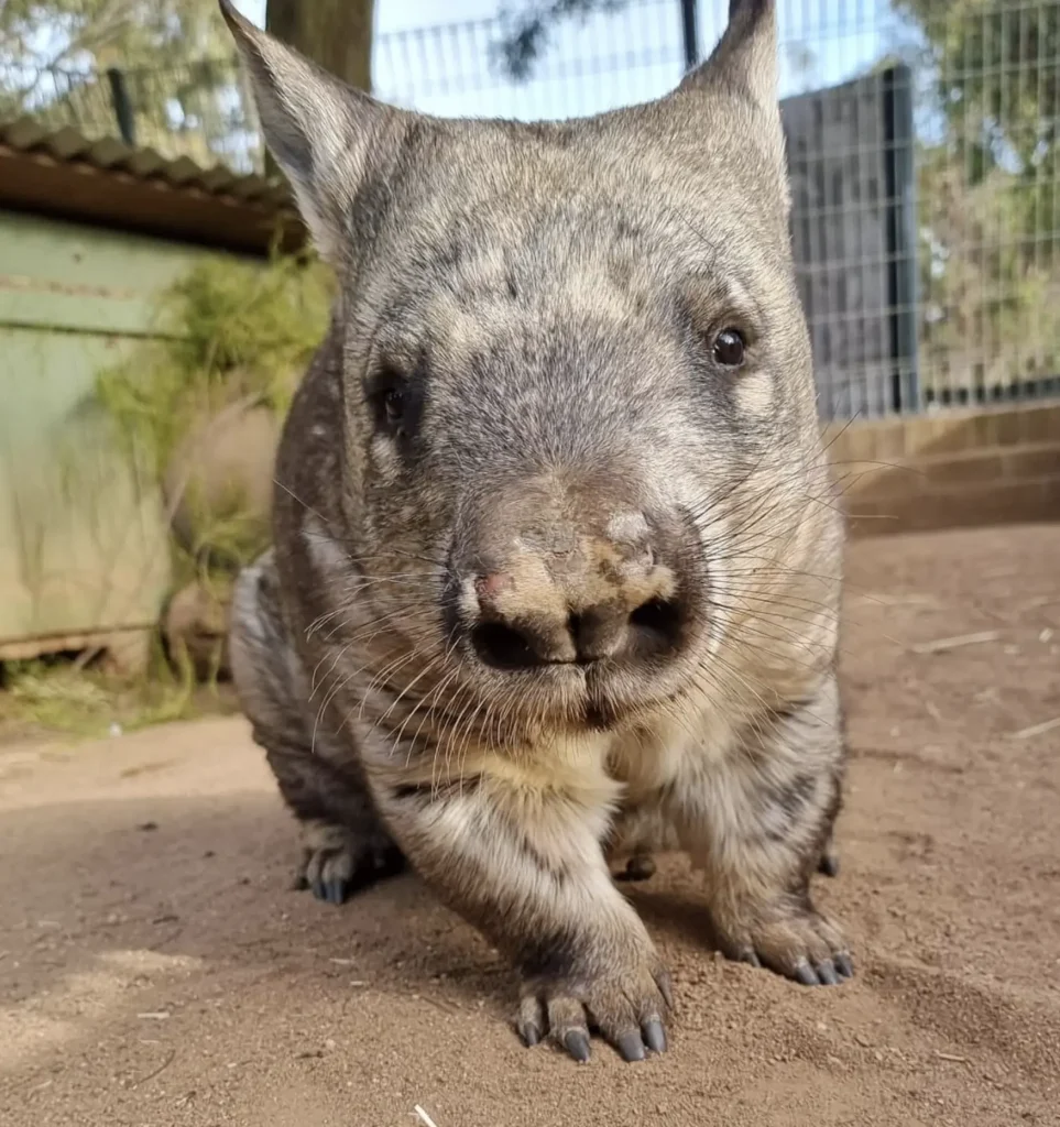 Ballarat Wildlife Park