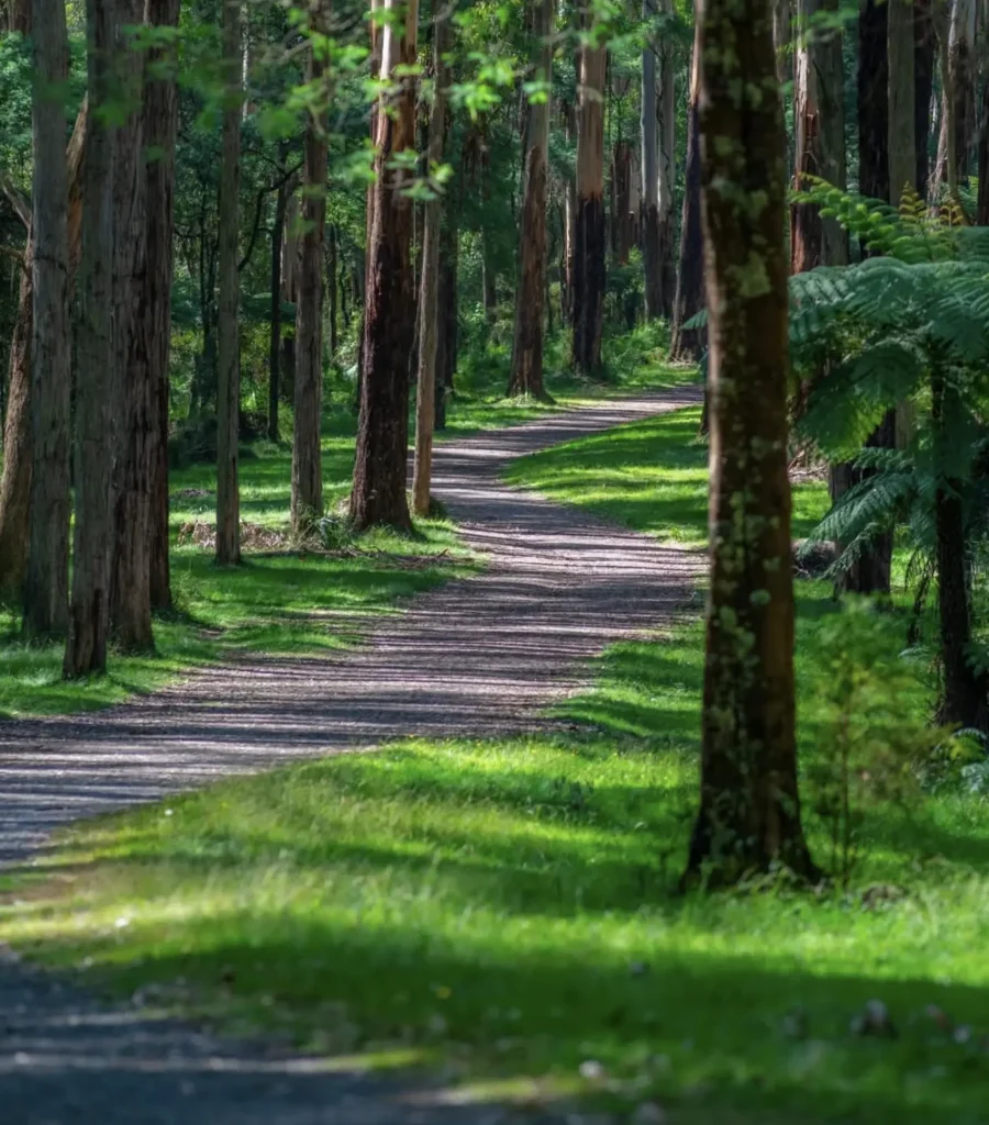 Dandenong Ranges National Park