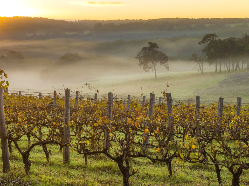 The Vineyards of Margaret River: Wine Tasting and Tours