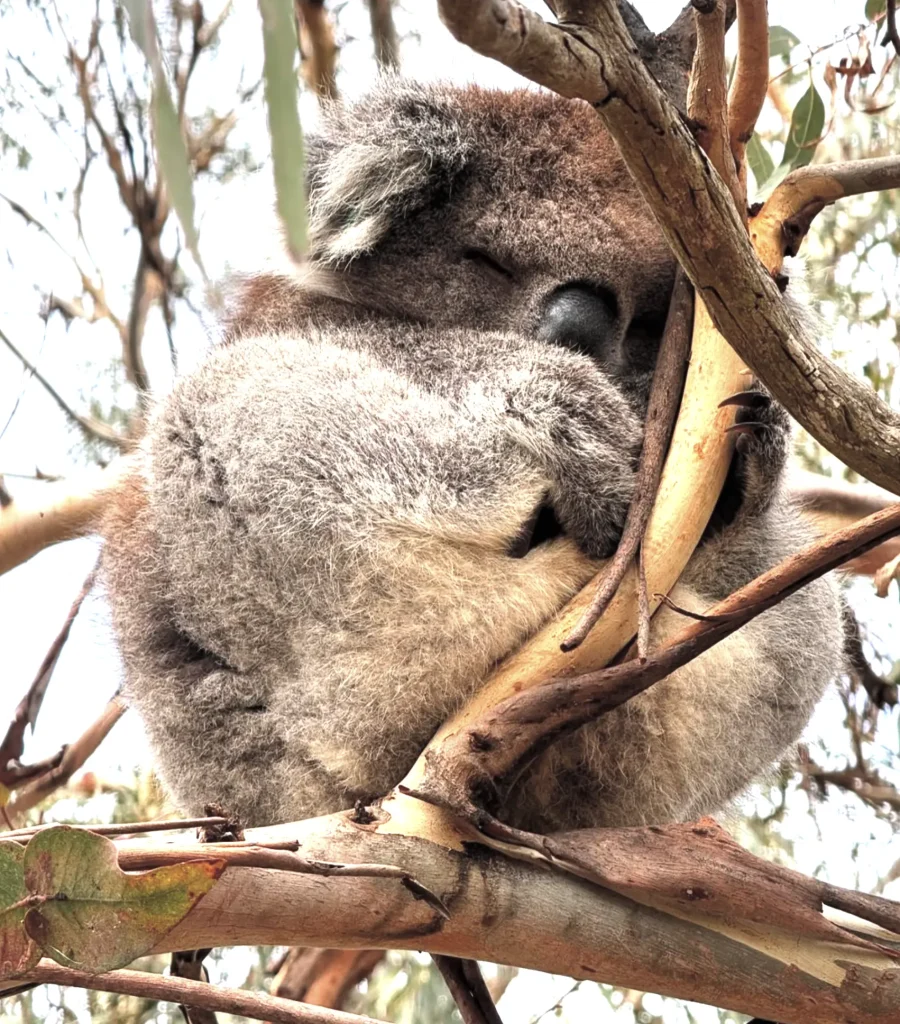 Koala Conservation Reserve