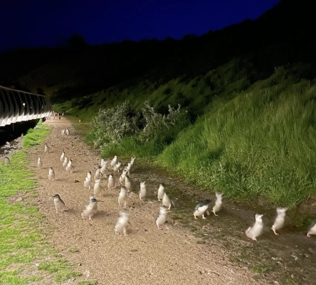 Penguin Parade